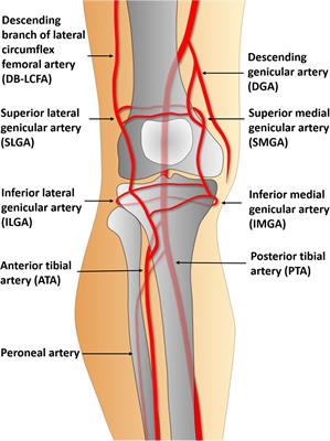 An algorithmic approach to soft-tissue reconstruction around the knee using anterolateral thigh perforator flap in patients with post-traumatic knee osteomyelitis